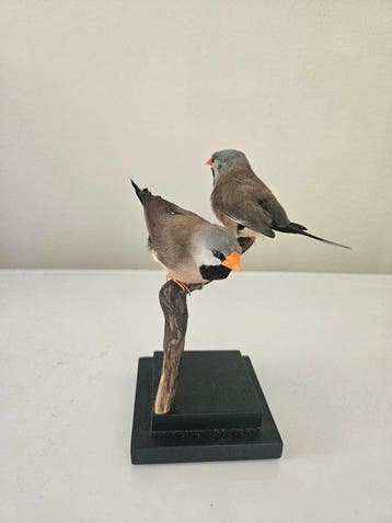 langstaartfink Taxidermie volledige montage - poephila, Nieuw