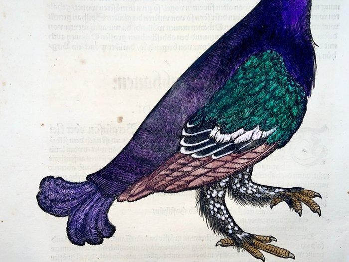 Conrad Gesner - First Issue - Capercaillie, Wood Grouse,, Antiek en Kunst, Antiek | Boeken en Manuscripten