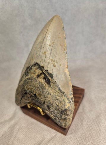 Dagger Megalodon tooth with beautiful stand! - Fossiele tand