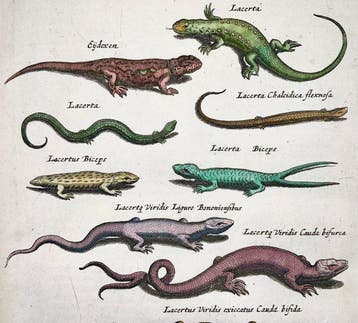 Matthäus Merian (1593-1650) - hand coloured folio: Lizards,