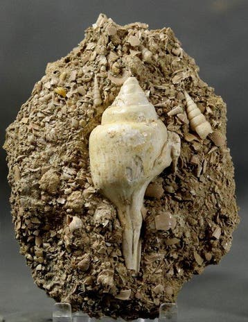 Uitzonderlijke fossiele schelp - Grote maat - Op originele, Verzamelen