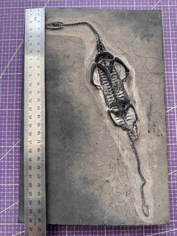 Reptile fossile: Keichousaurus -témoignage rare du Trias -