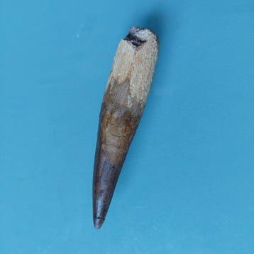Spinosaurus - Fossiele tand - 82 mm - 14 mm