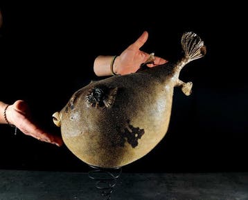 zwaardvis XXL Taxidermie volledige montage - Tetraodontidae