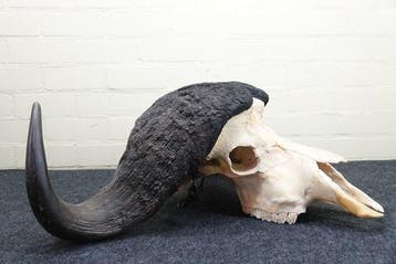 Cape Buffalo Schedel - Syncerus caffer - 30 cm - 82 cm - 62, Collections, Collections Animaux