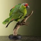 Geelwangamazone Taxidermie Opgezette Dieren By Max, Ophalen of Verzenden, Nieuw, Vogel, Opgezet dier