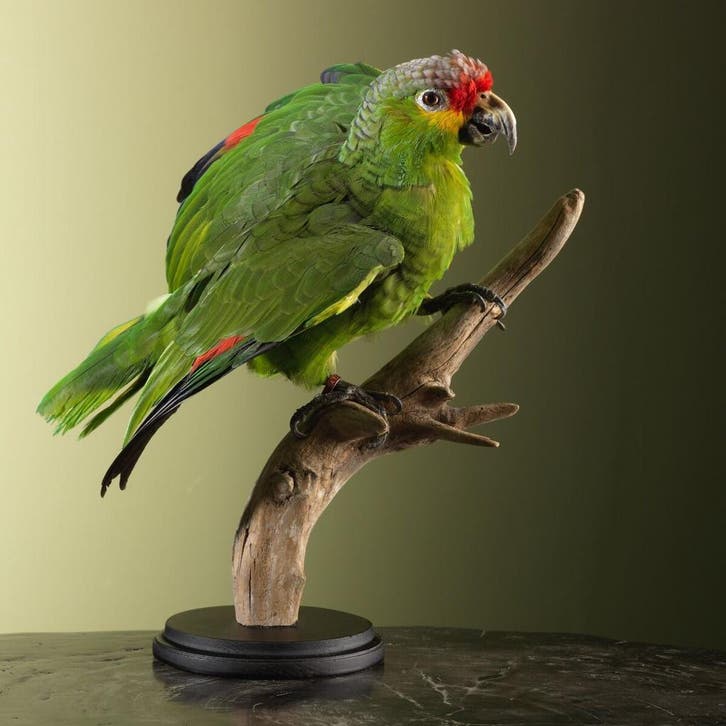 Geelwangamazone Taxidermie Opgezette Dieren By Max, Collections, Collections Animaux, Enlèvement ou Envoi