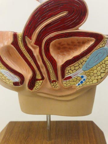 Anatomisch model - kunststof - 1980-1990 - Vrouwlijke bekken, Antiek en Kunst
