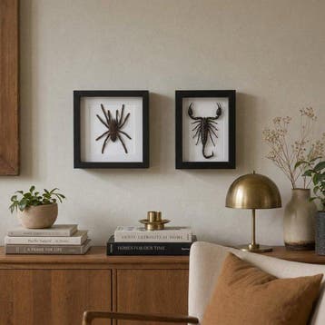 Opgezette Vogelspin en schorpioen in lijst Taxidermie, Nieuw
