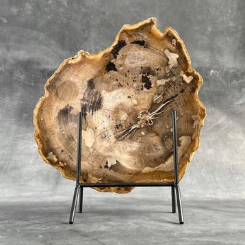 C- Impressionnante tranche large de bois pétrifié rouge sur