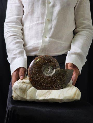 Ammoniet - Gefossiliseerd dier - Cleoniceras sp. Ammonite