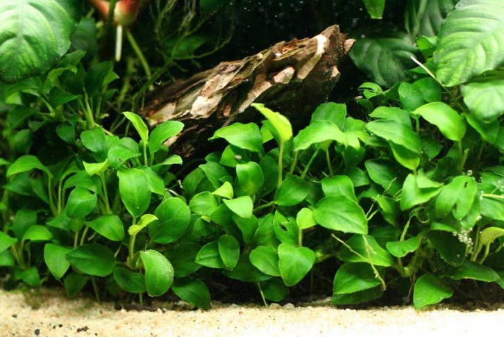 Koudwatermix  voor 75 cm aquarium, Animaux & Accessoires, Poissons | Aquariums & Accessoires, Envoi