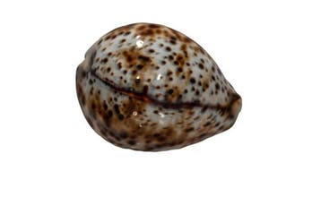 Wolken-Tiger-Kauri: Cypraea tigris f. Wolkenpatroon (80 mm), Antiek en Kunst