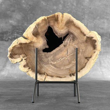 Magnifique tranche de bois pétrifié sur un socle