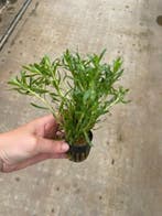 Heteranthera zosterifolia (Aquariumplanten), Verzenden, Nieuw, Plant(en), Steen of Hout