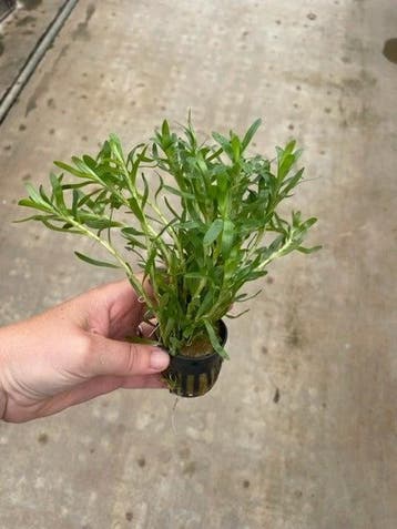 Heteranthera zosterifolia (Aquariumplanten), Verzenden, Plant(en), Steen of Hout