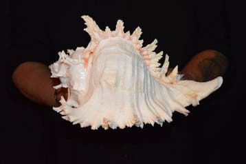 Zeeslak Zeeschelp - S-548 CHICOREUS RAMOSUS, Nieuw