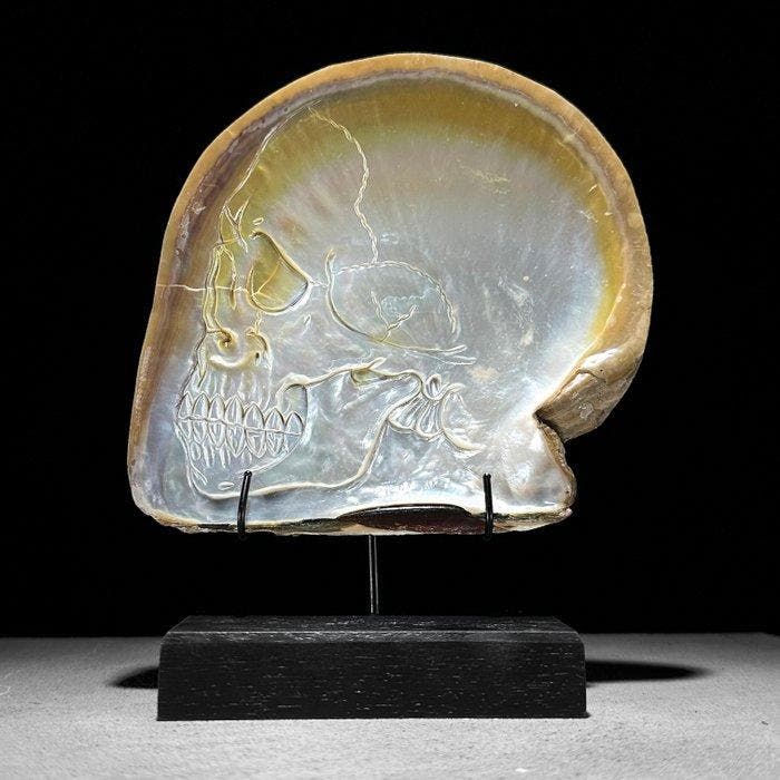 Intricaat gesneden parelmoer schelp - menselijk, Collections, Collections Animaux