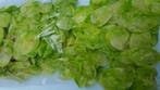 Lunaria Lime Groen Judaspenning, Nieuw