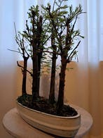 metasequoia bos in bonsaischaal - Hoogte (boom): 35 cm -