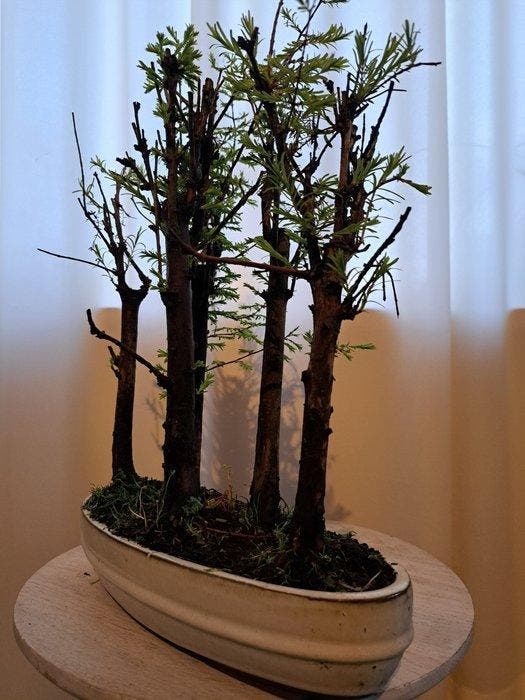 metasequoia bos in bonsaischaal - Hoogte (boom): 35 cm -, Antiek en Kunst, Curiosa en Brocante