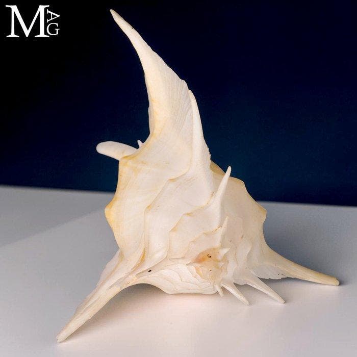 Spectaculair Muricidae Zeldzaam 156 mm Alabaster Murex, Antiquités & Art, Curiosités & Brocante