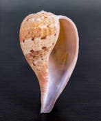 Belle coquille, objet de collection Coquillage marin -, Nieuw