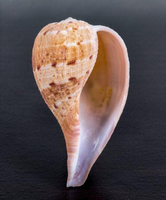 Belle coquille, objet de collection Coquillage marin -, Collections, Collections Animaux