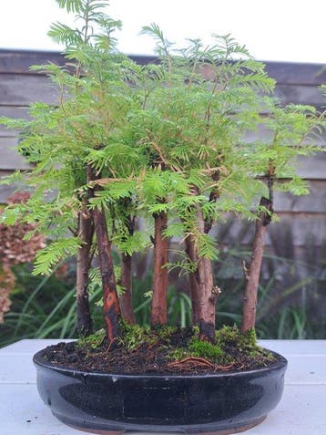forêt de Métaséquoïa dans un pot de bonsaï - Hauteur (arbre)