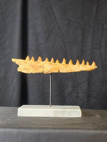 Mosasaurus - Fossiele tand - Mosasaur Jaw with Teeth – Late, Verzamelen