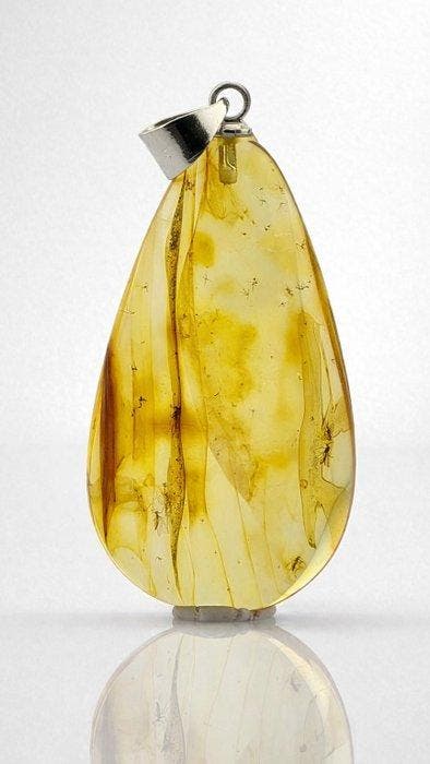 Stralende barnsteenhanger met langpootmug – Zeldzaam, Collections, Collections Animaux