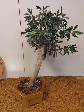 Bonsaï Olivier (Olea europaea) - Hauteur (arbre) : 60 cm -