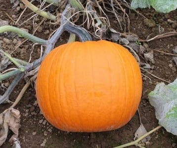 Duchess F1 PMT halloweenpompoen 50 zaden, Nieuw