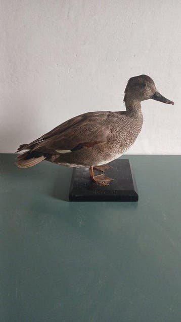 Canapiglia Taxidermie volledige montage - Mareca strepera -