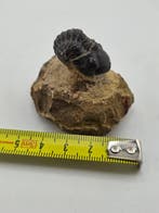 Trilobiet - Gefossiliseerd dier - Phacops - 4 cm (Zonder, Verzamelen, Mineralen en Fossielen
