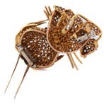 Broche - 18 karaat Geel goud - 0.58ct. tw. Diamant