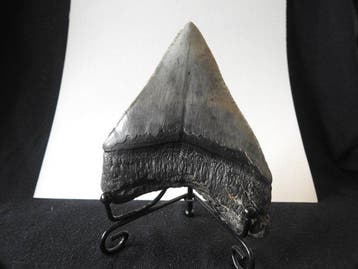 Mégalodon - Dent fossile - Carcharocles Megalodon - 110 cm -, Verzamelen