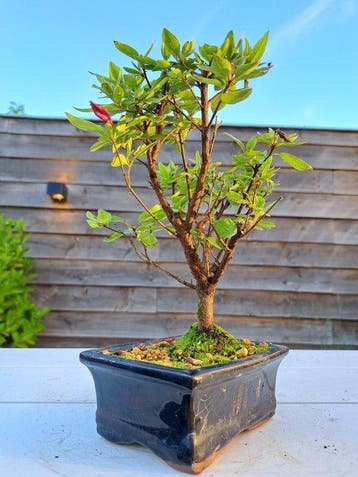 Azalea Bonsai - Hoogte (boom): 20 cm - Diepte (boom): 20 cm