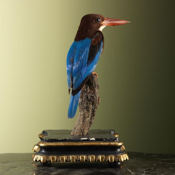 Smyrna-IJsvogel Taxidermie Opgezette Dieren By Max, Collections, Collections Animaux, Enlèvement ou Envoi