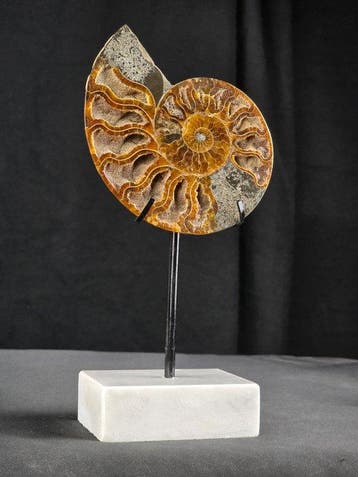 Ammoniet - Gefossiliseerd dier - Aioloceras (Cleoniceras)