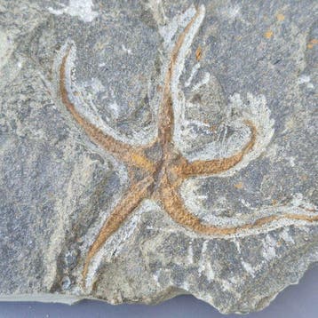 1 brittle star - Fossiele sterfteplaat - Ophiuroidea - 124, Verzamelen