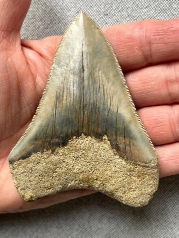 Megalodon-tand 9,5 cm - Fossiele tand - Carcharocles