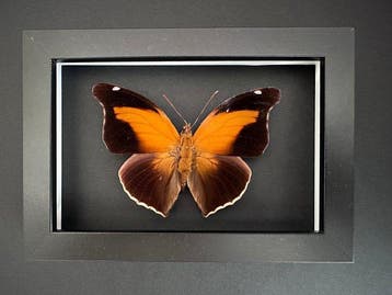Vlinder Taxidermie volledige montage - Historis odius orion, Verzamelen, Nieuw