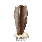 Grosse dent de dinosaure ornithopode hadrosaure