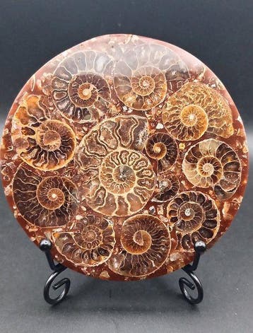 Ammoniet - Gefossiliseerde schelp - Cleoniceras sp. - 11.3