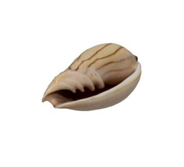 Zebra-walzenschnecke: Amoria zebra f. lineata / filament (50, Verzamelen, Nieuw
