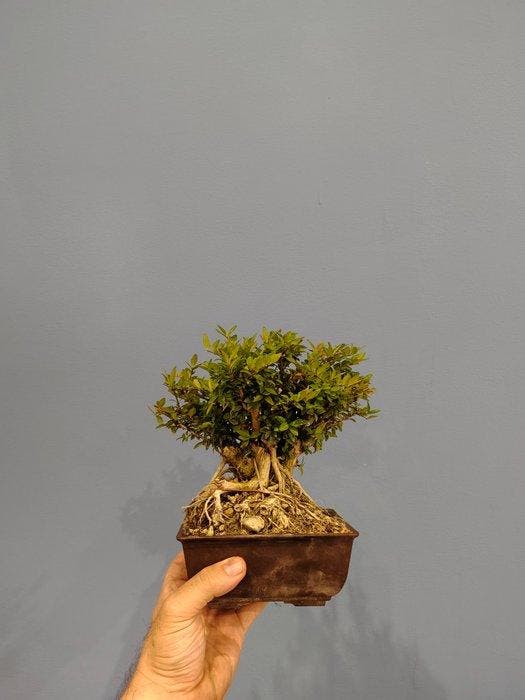 bonsai van kamperfoelie - Hoogte (boom): 15 cm - Diepte, Antiek en Kunst, Curiosa en Brocante