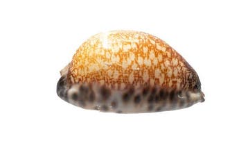 Grote Arabische Kauri Cypraea arabica immanis | Zeldzame, Verzamelen, Nieuw