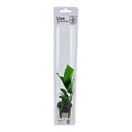 Tropica Anubias barteri caladiifolia (easy), Dieren en Toebehoren, Verzenden, Nieuw
