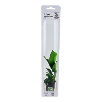 Tropica Anubias barteri caladiifolia (easy), Dieren en Toebehoren, Verzenden, Nieuw